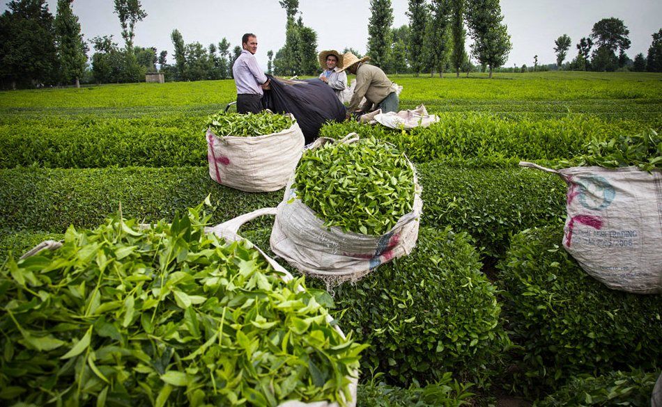  خرید تضمینی بیش از ۱۴ هزار تن برگ سبز چای 
